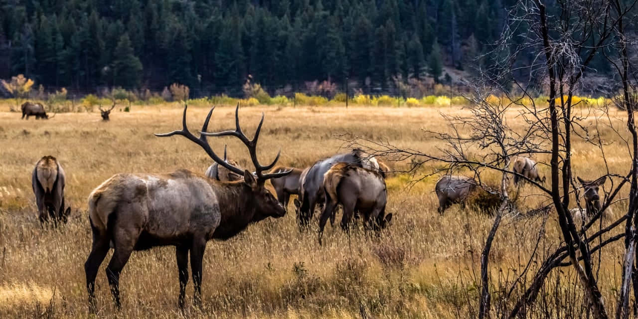 A majestic bull elk stares you down in its stunning natural habitat.