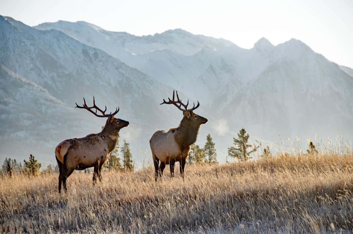 The Majestic Elk in its Natural Habitat