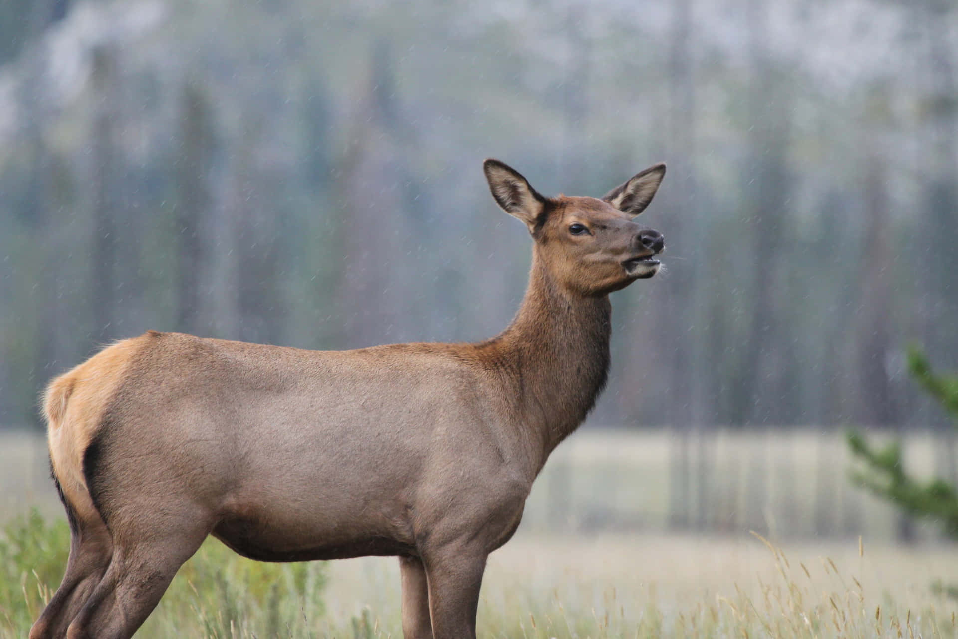 Herd of Elk in Nature