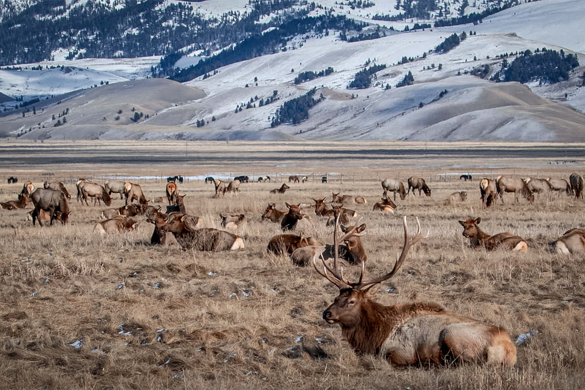 Majestic Elk Herd in Rocky Mountain National Park