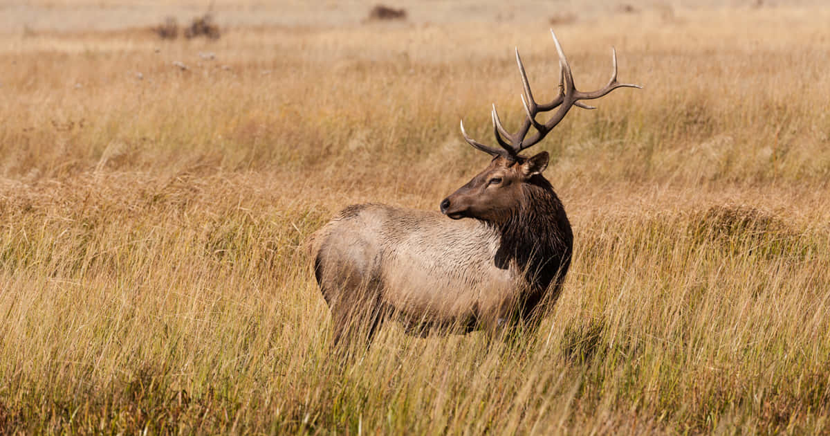 Image  Majestic Elk in the Wild