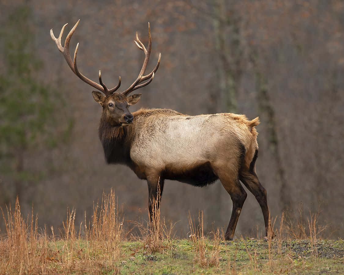 A majestic elk standing tall in a forest meadow