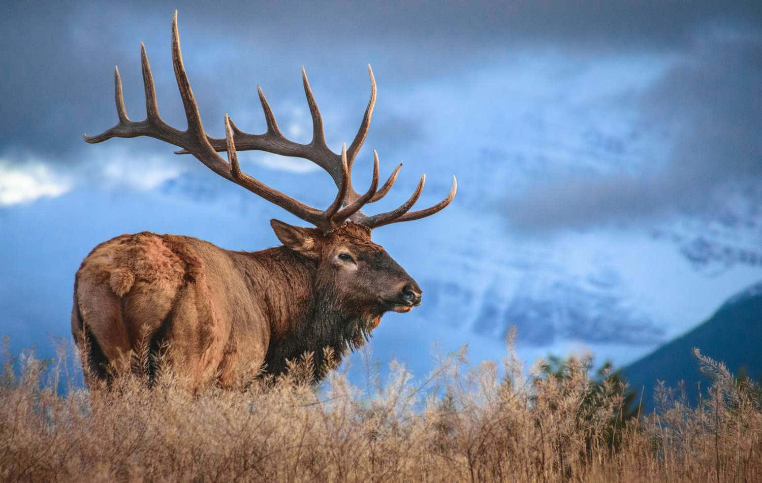 A majestic elk standing in a picturesque meadow