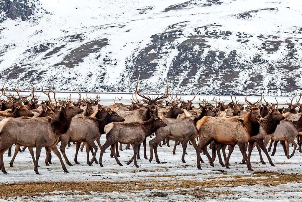 Majestic Elk Standing on Rocky Terrain