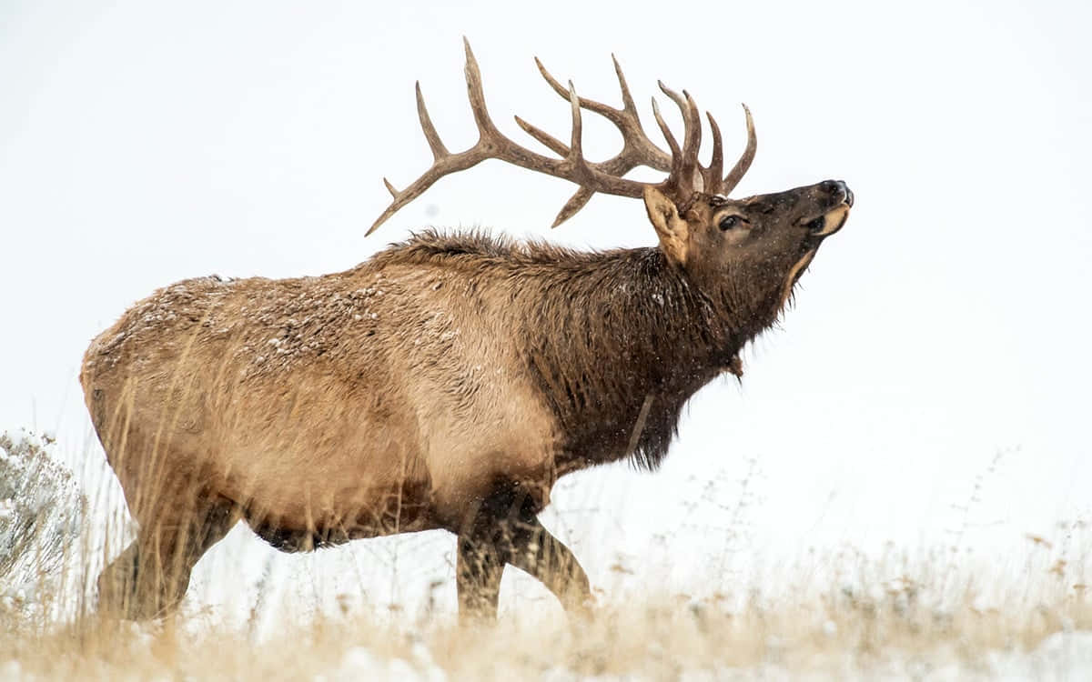 Majestic Elk Stands in a Forest