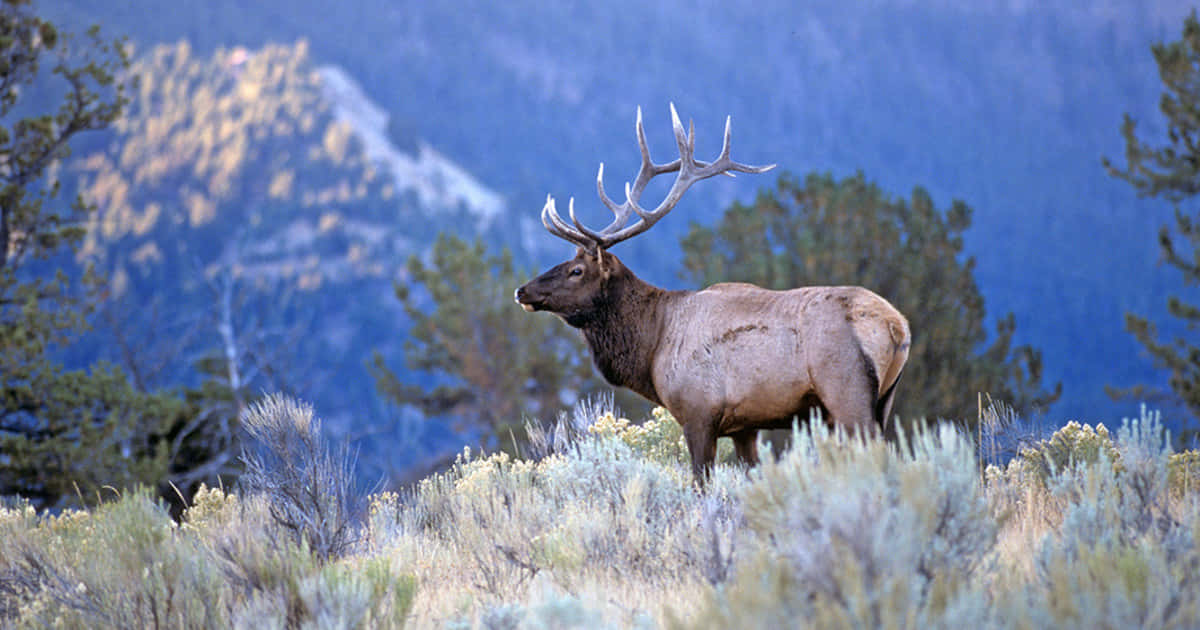 A male elk stands tall in its habitat.
