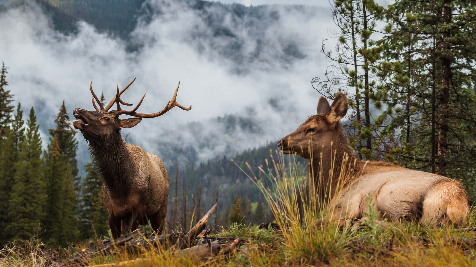 Majestic Elk Walking Through the Forest