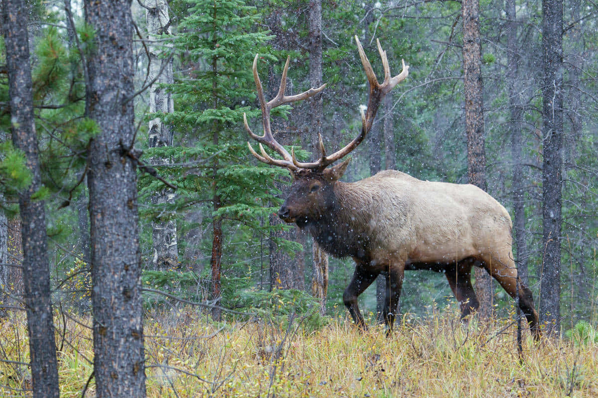 An elk stands in a meadow surrounded by beautiful peaks.