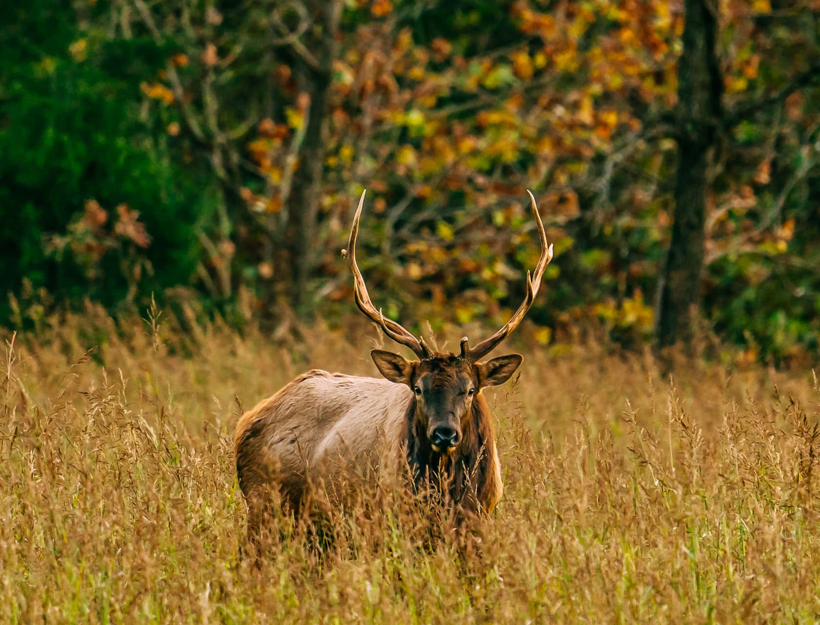 Majestic Elk in its Natural habitat