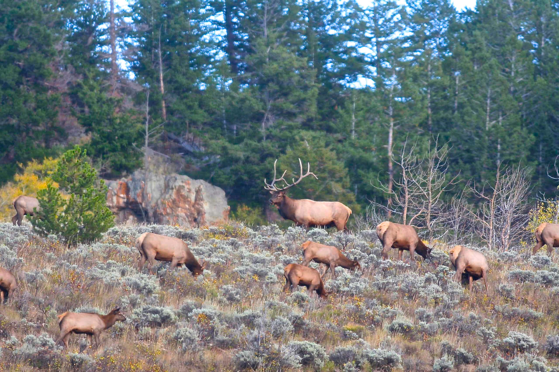 Elk Herd In The Grass Near Trees