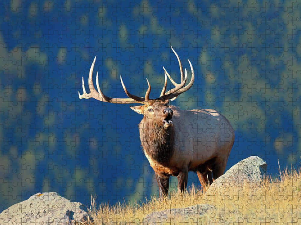 An elk grazing in its natural habitat.