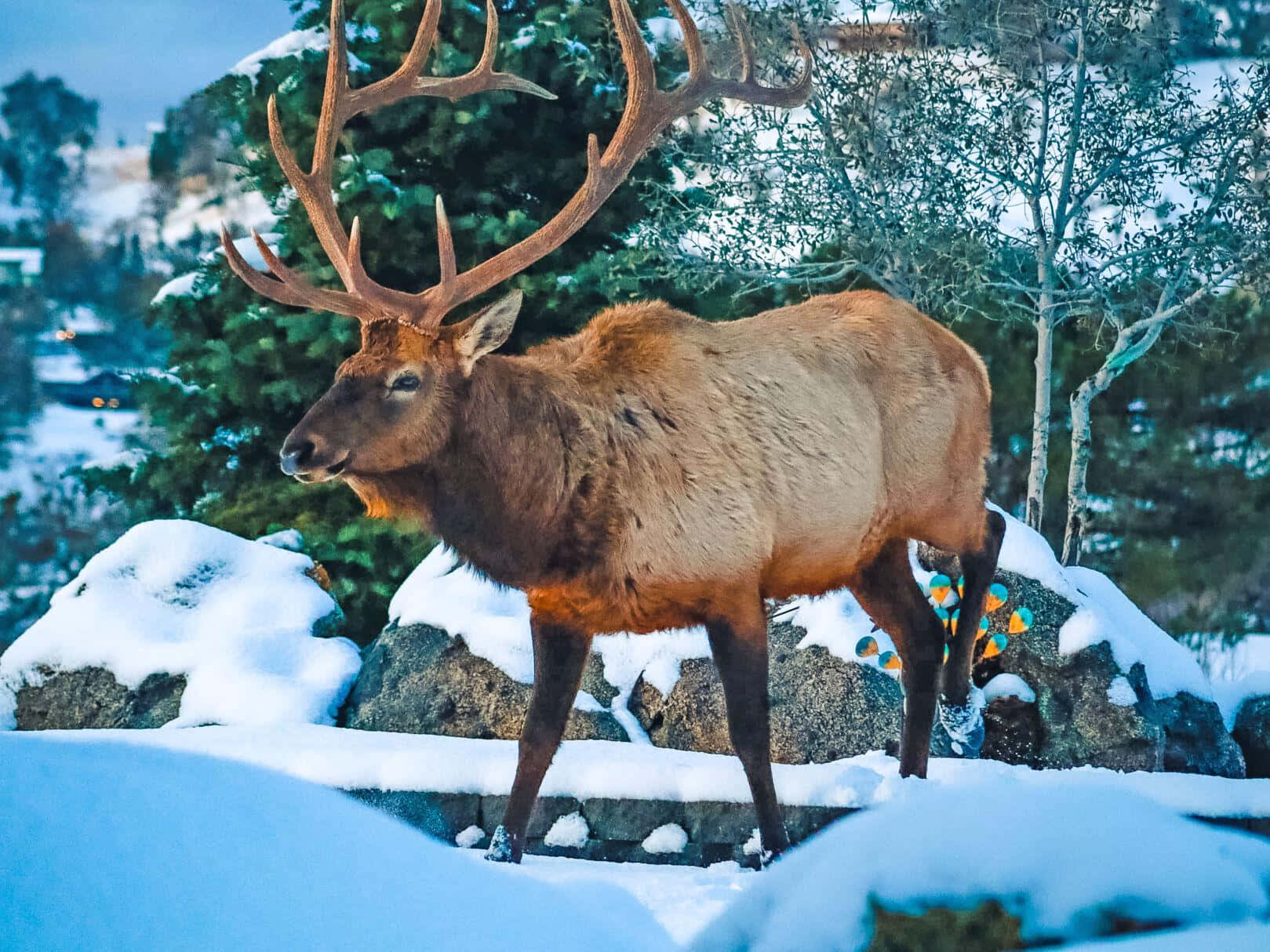 A majestic elk stands guard over a forest