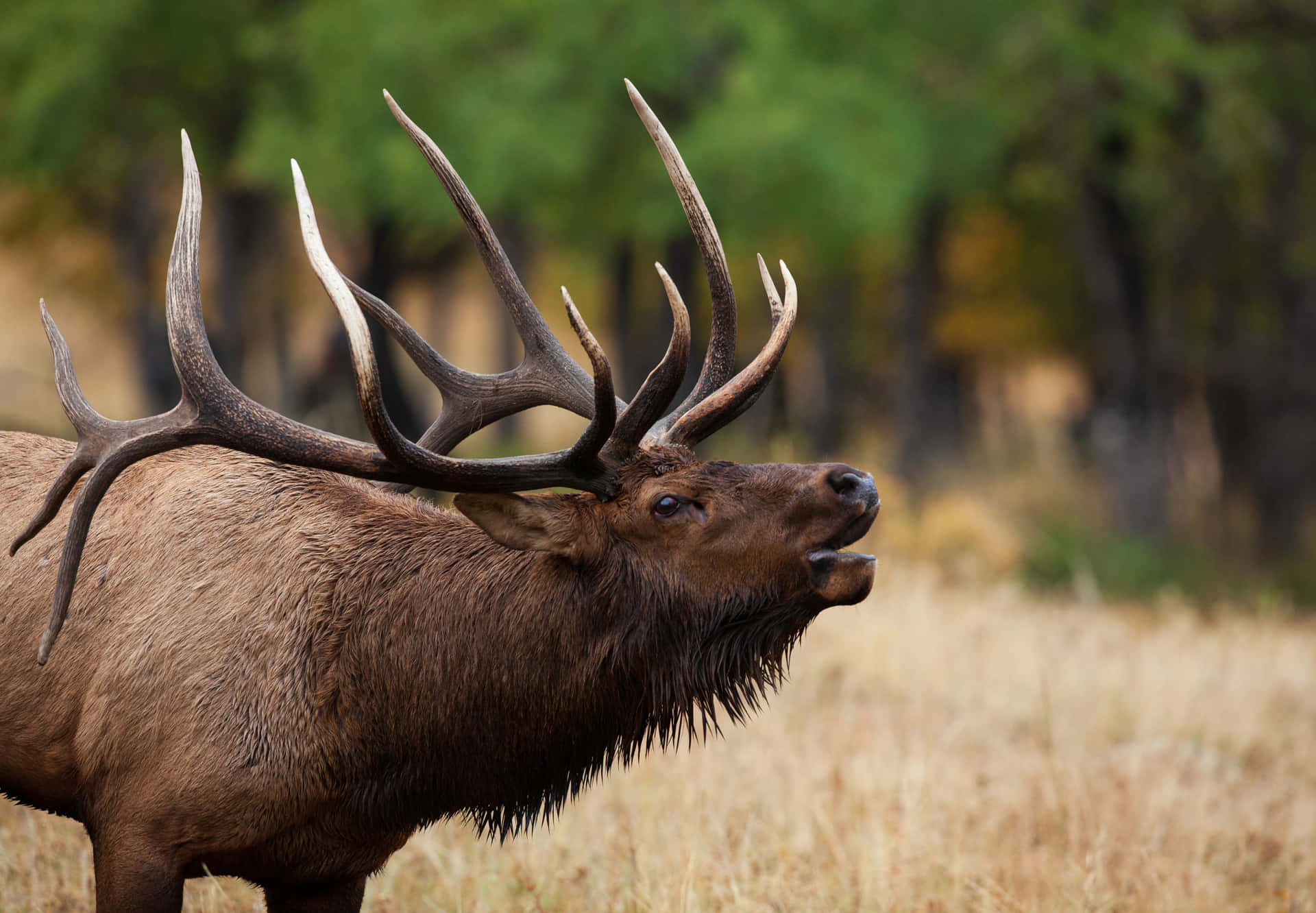 A Large Elk With Large Antlers