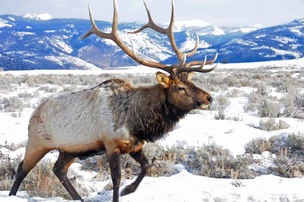Majestic Elk Stands Proudly in Wilderness