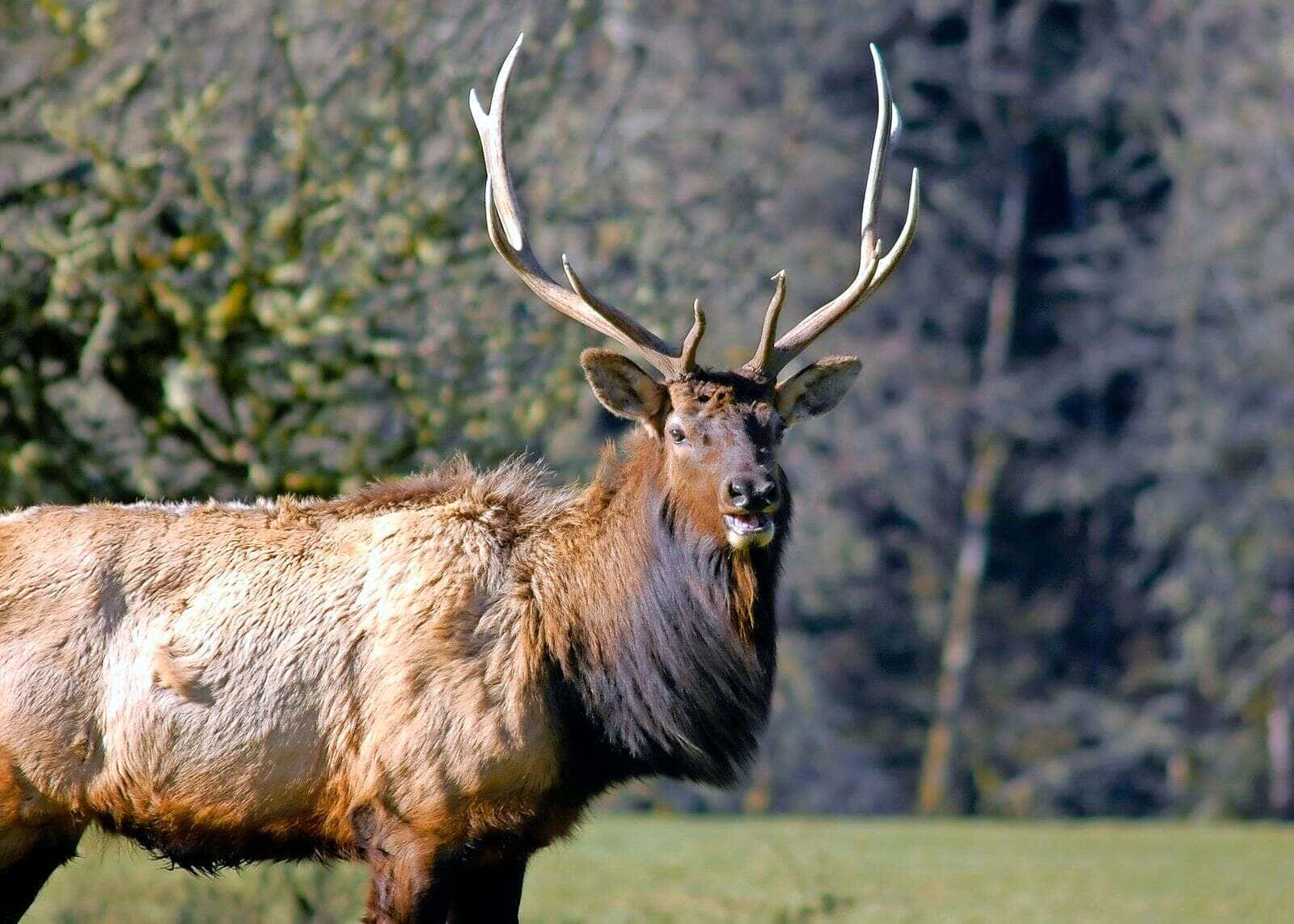 A magnificent elk stands tall in the wilderness