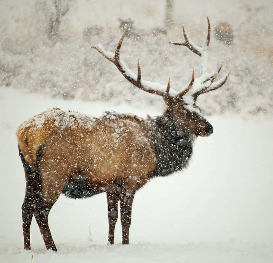 Majestic Elk in its Natural Habitat