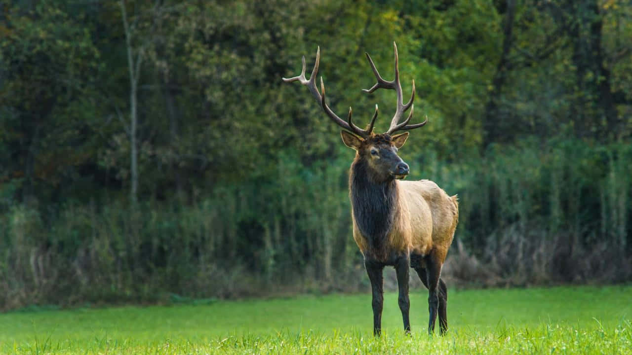A Large Elk Standing In A Field With Trees