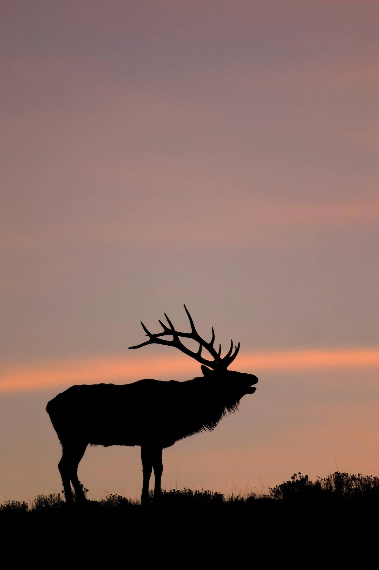 Céurosa Elk Papel de Parede