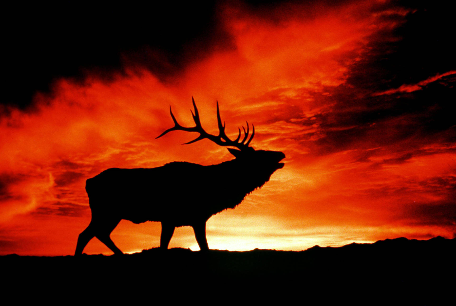 Elk Red Sunset Sky Wallpaper