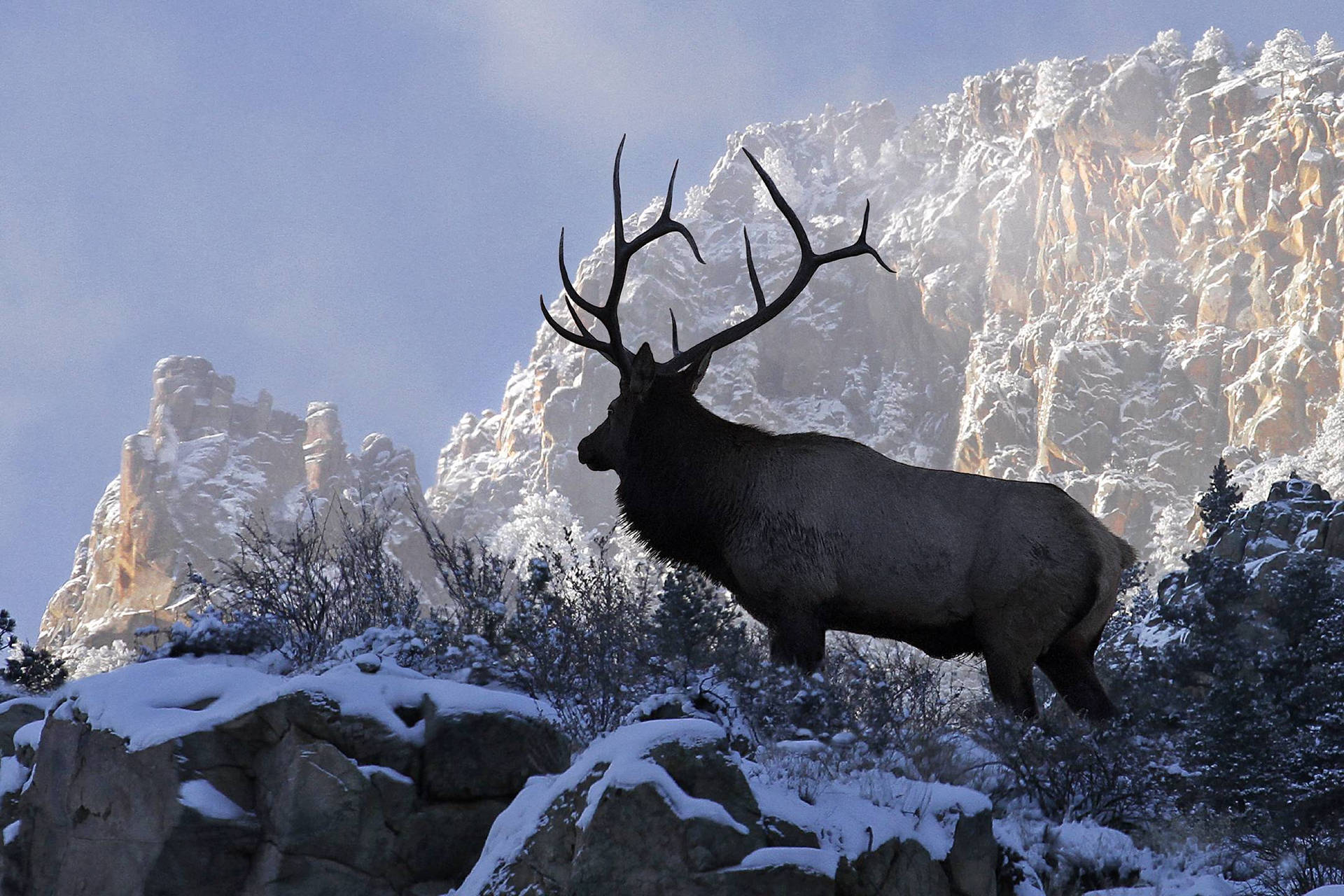 Elk Silhouette Snow-Covered Rocky Mountain Wallpaper