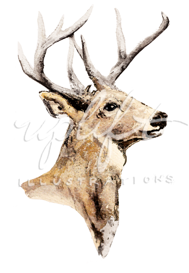 Elk Watercolor Illustration PNG