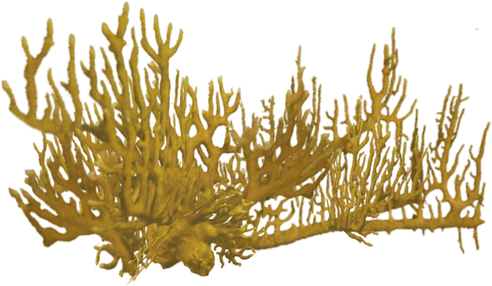 Elkhorn Coral Structure PNG