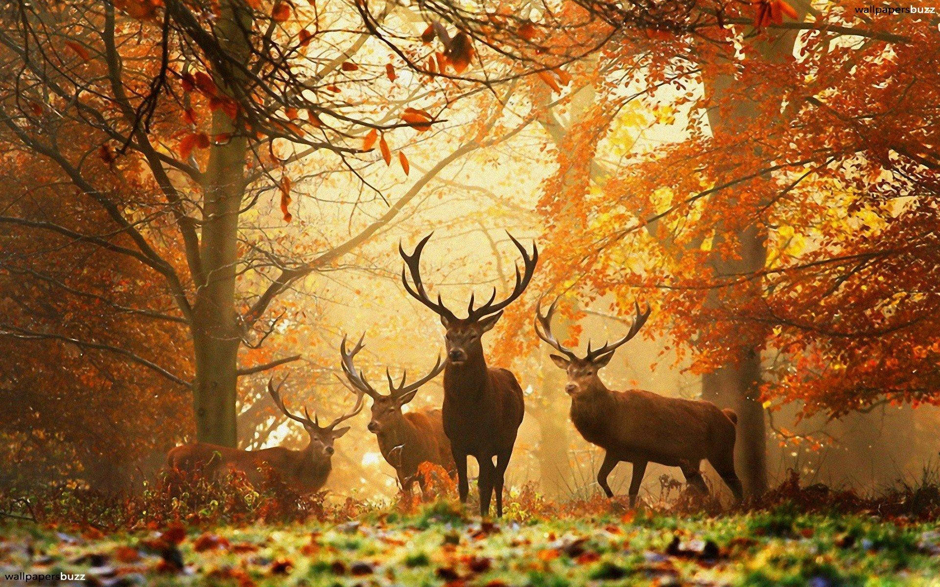 Elks Autumn Forest Wallpaper