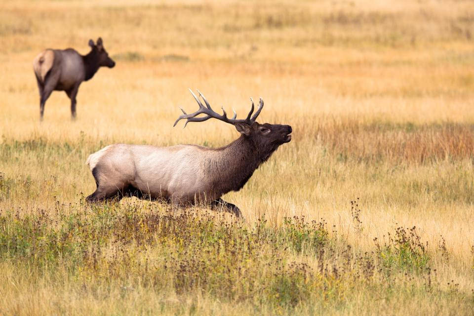 Elks Running Deer Hunting Wallpaper