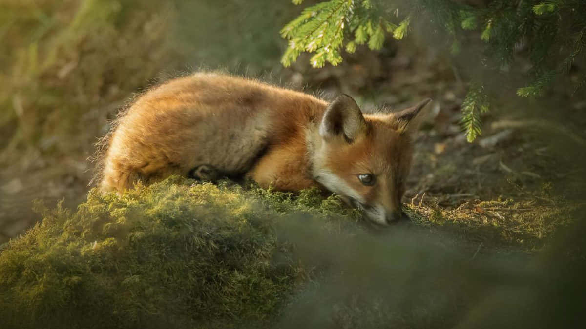 Elusive Fox Cub Wallpaper