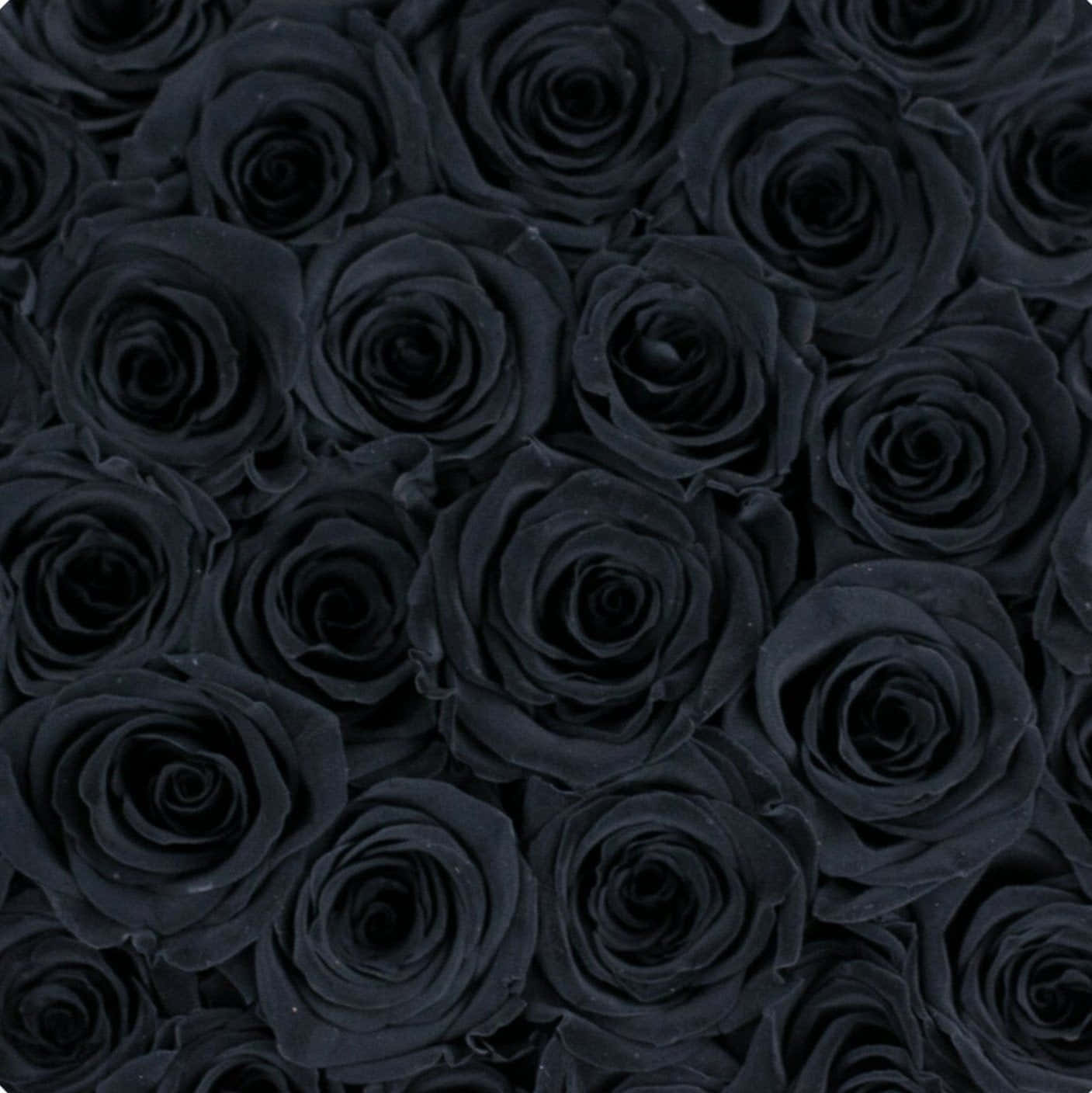 Embrace The Mysterious Beauty Of The Black Rose