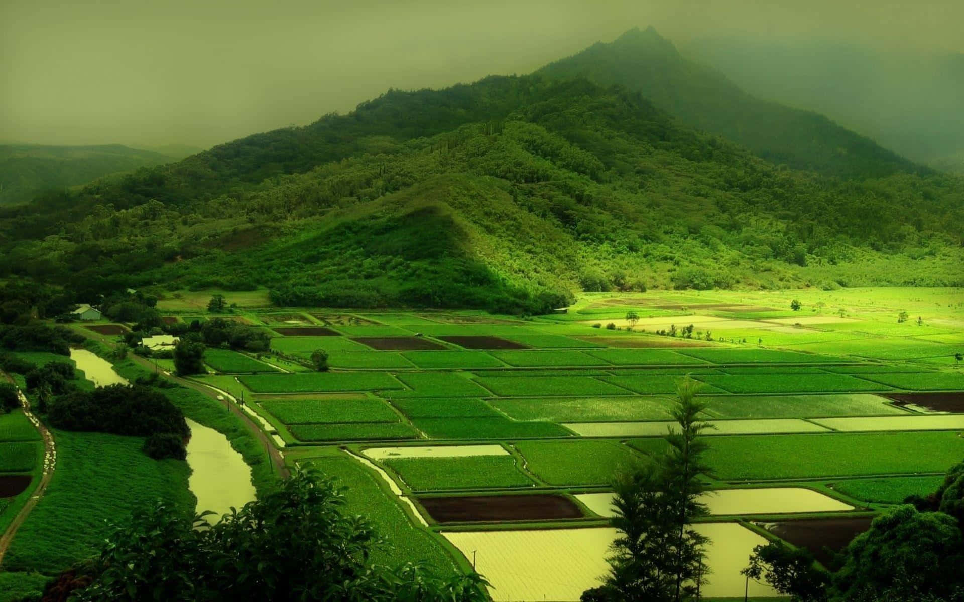 Embracing Sustainable Agriculture: Farmer Amidst Lush Green Fields Wallpaper