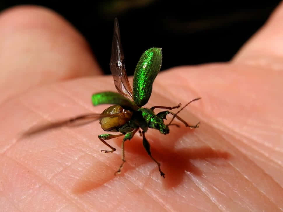Emerald Beetle Taking Flight Wallpaper