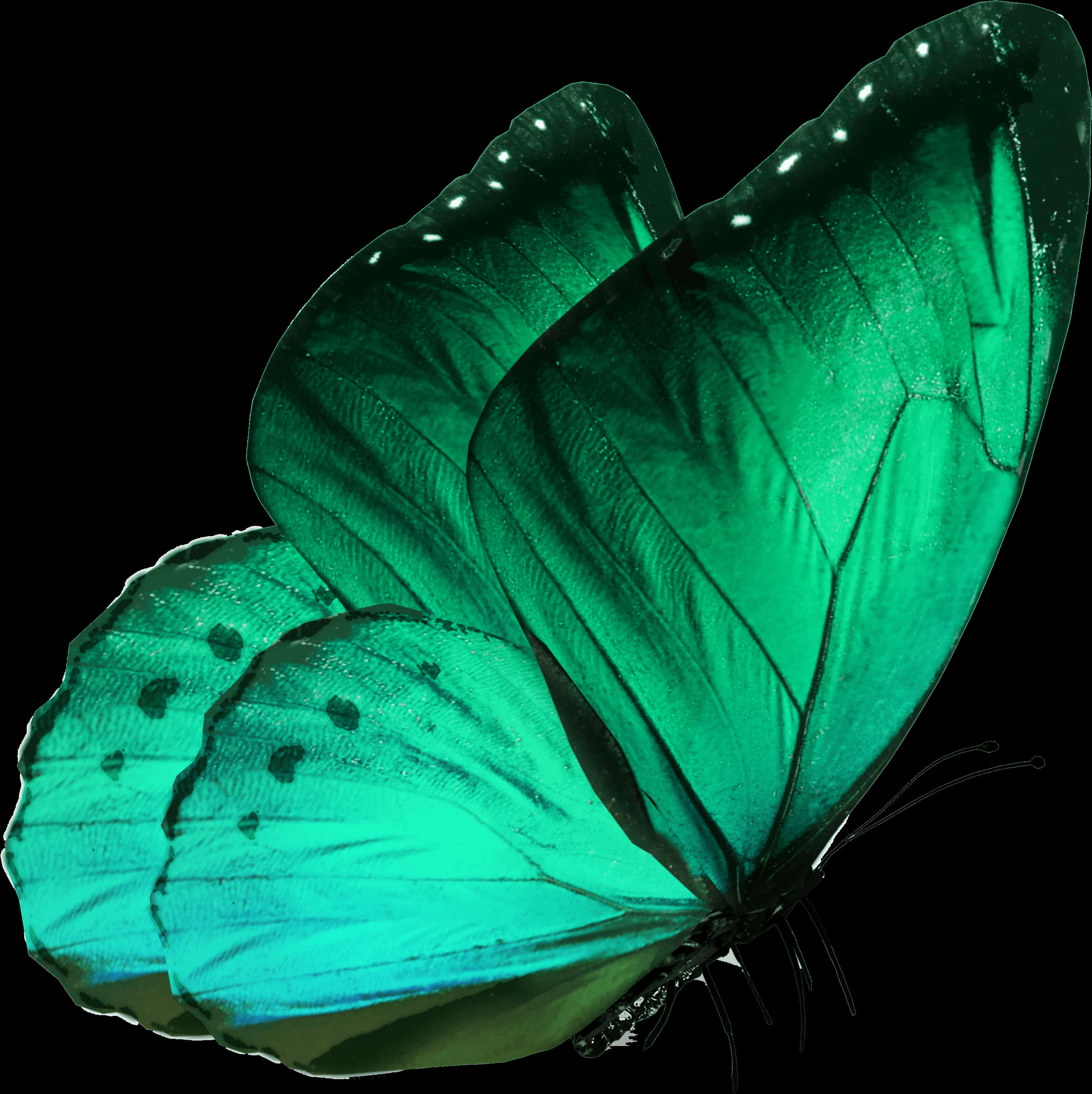 Emerald Butterfly Black Background PNG