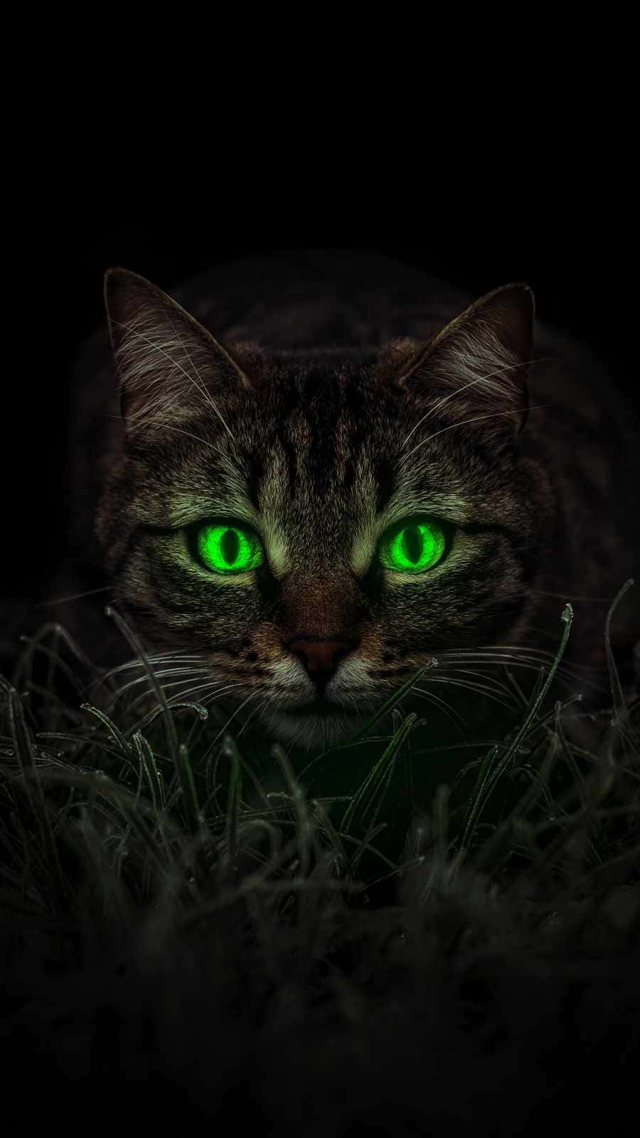 Emerald Cat Eyes Tabby Cat Background