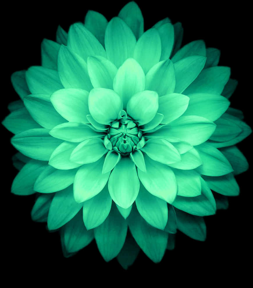 Emerald Dahlia Bloom PNG