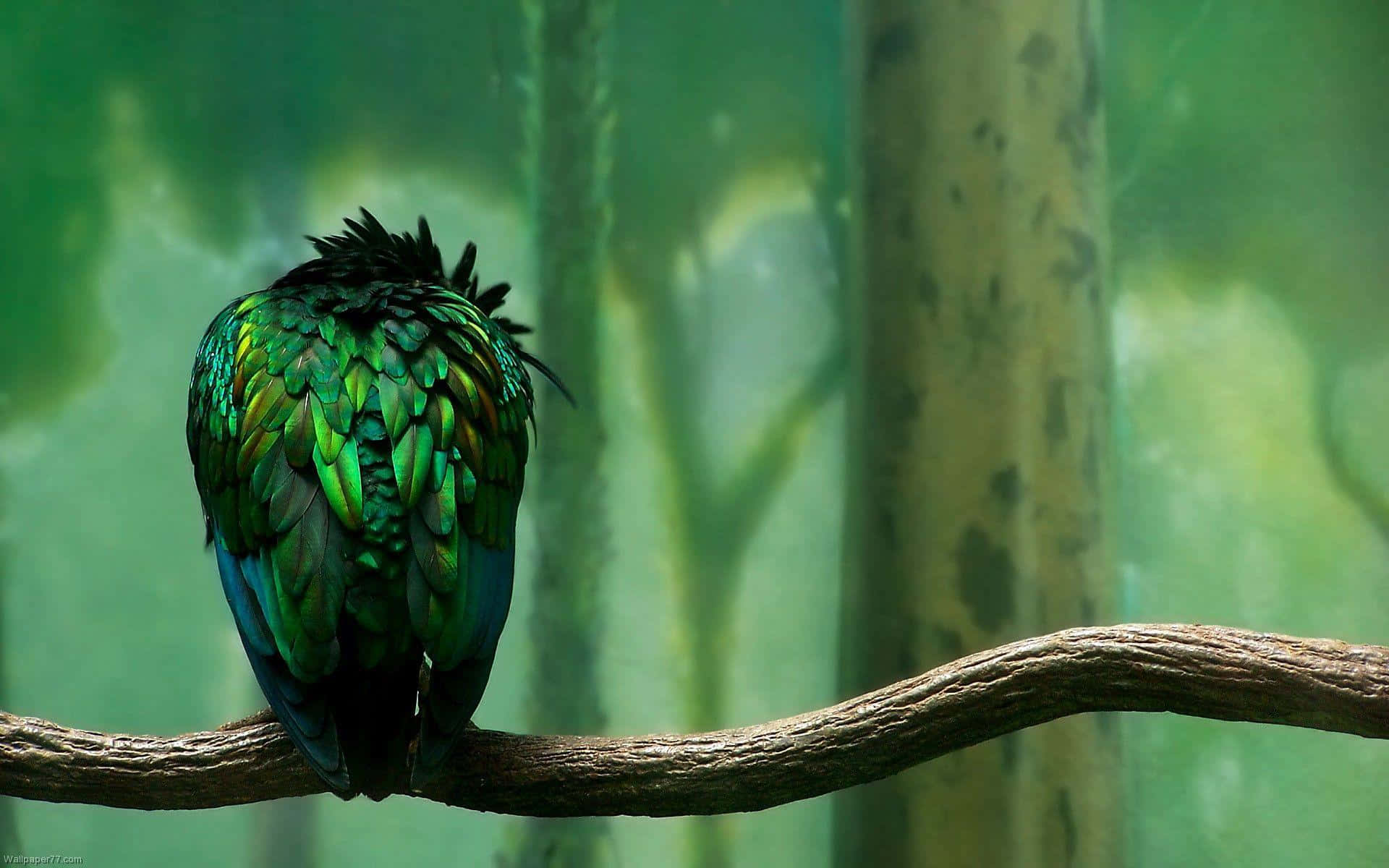 Emerald Feathered Bird Perched Wallpaper