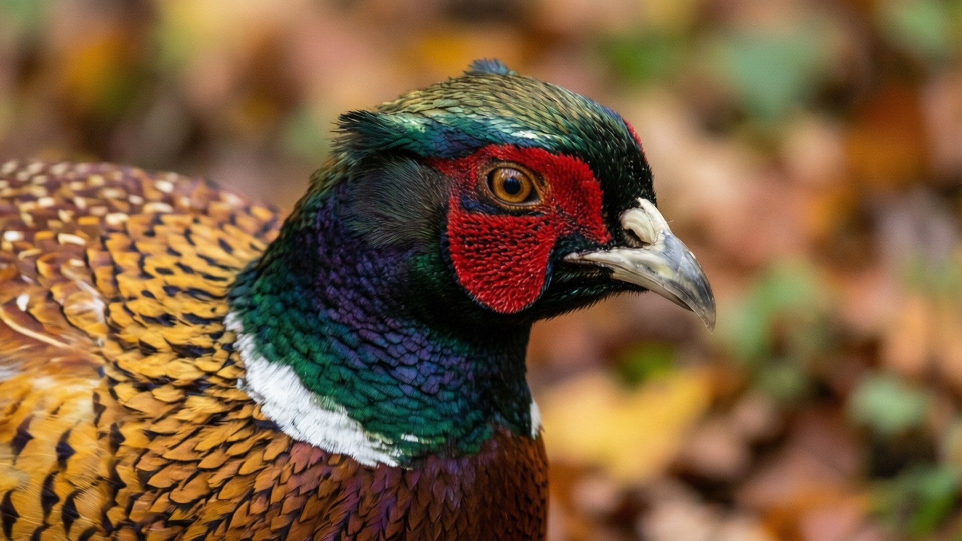 Emerald Gaze Taustakuvat