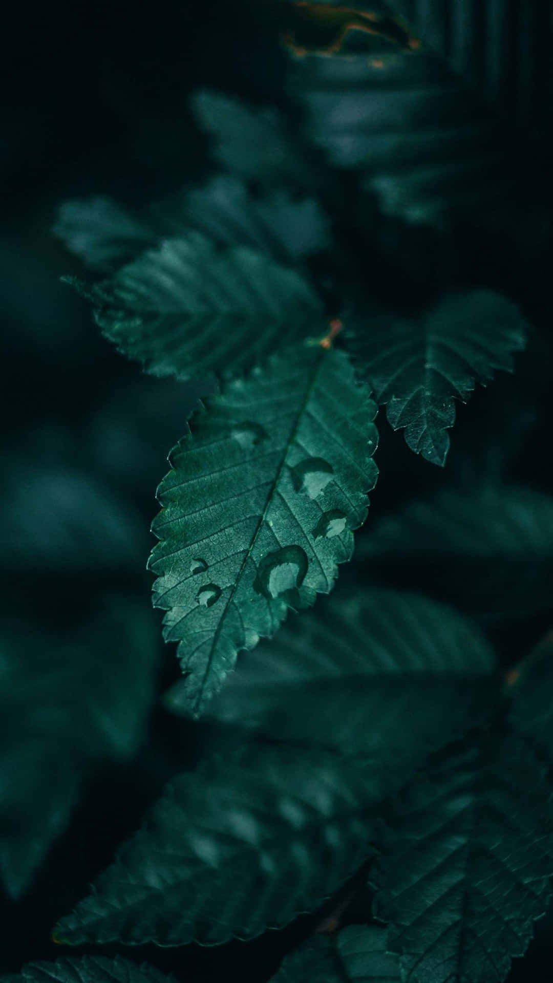 A Dark Green Leaf With Water Droplets On It