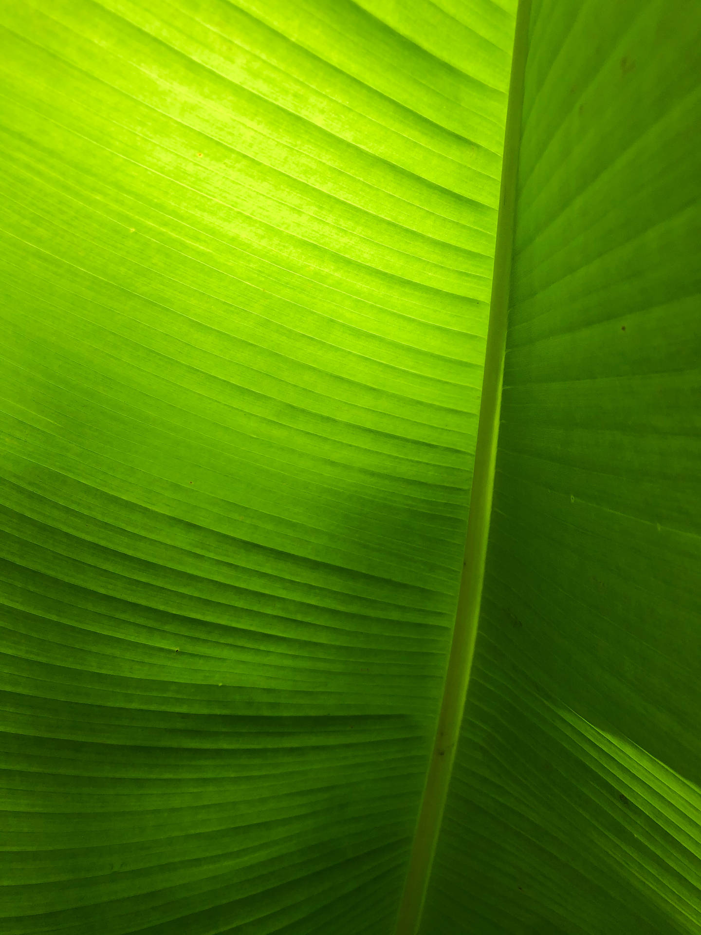 Smaragdgrøn bananblad tropisk paradis tapet Wallpaper