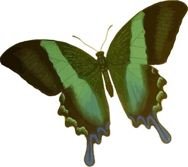 Emerald Green Butterfly Illustration PNG