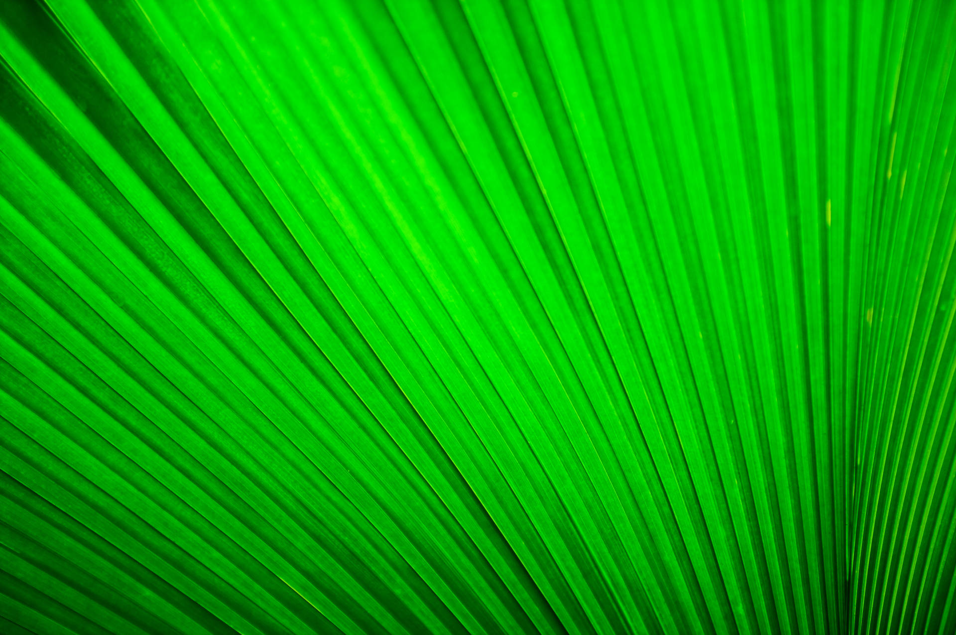 Smaragdgrüneskraut Wallpaper