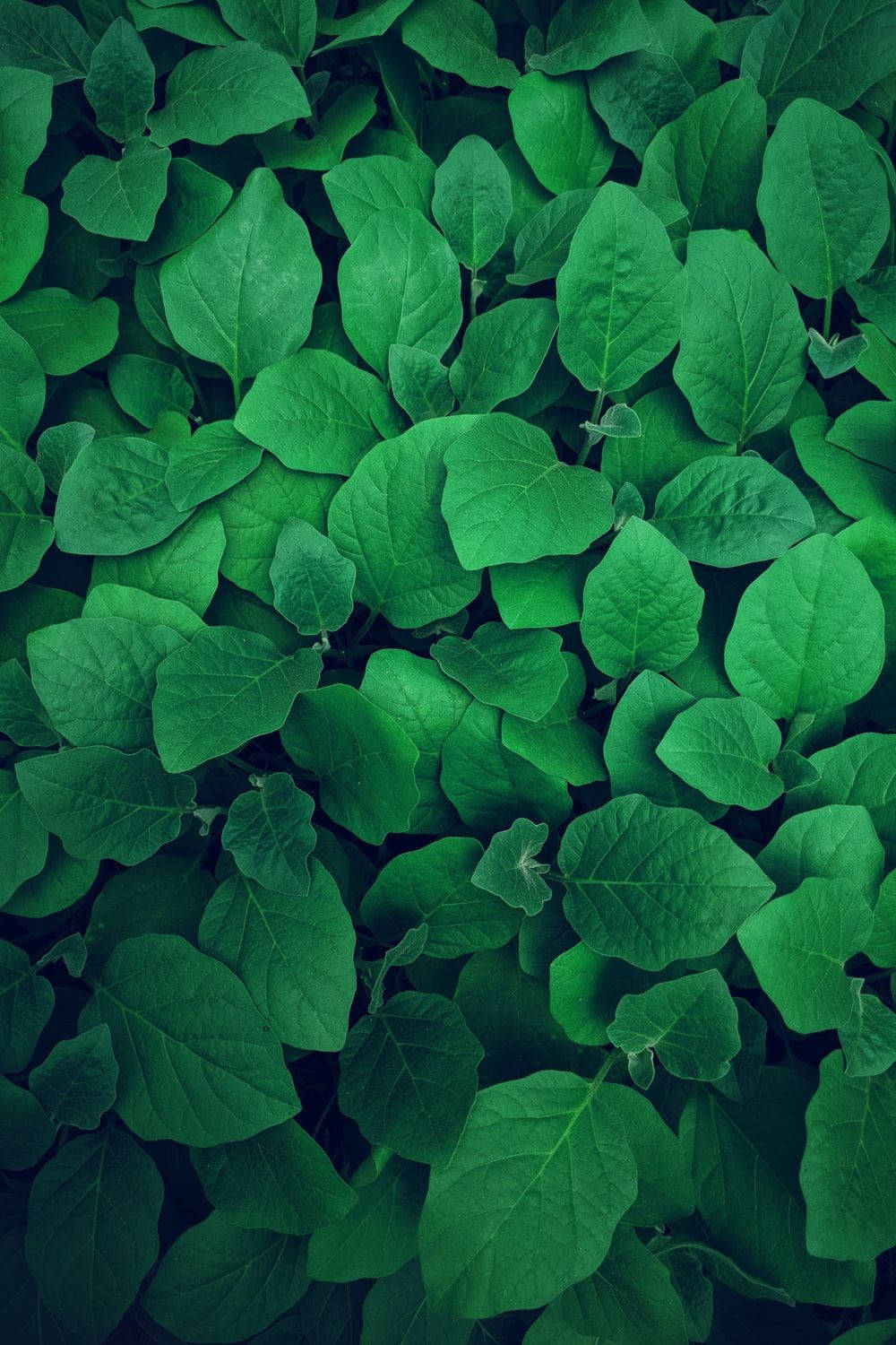 Rich Emerald Green Leaf Wallpaper