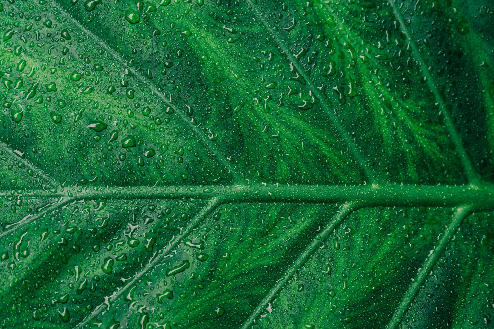 Emerald Green Leaf Dew Drops Wallpaper