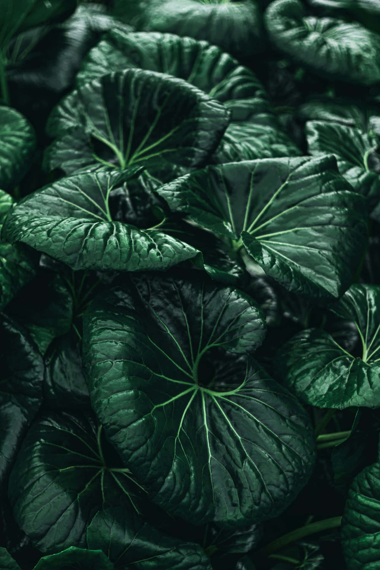 Emerald Green Leaves Texture Wallpaper