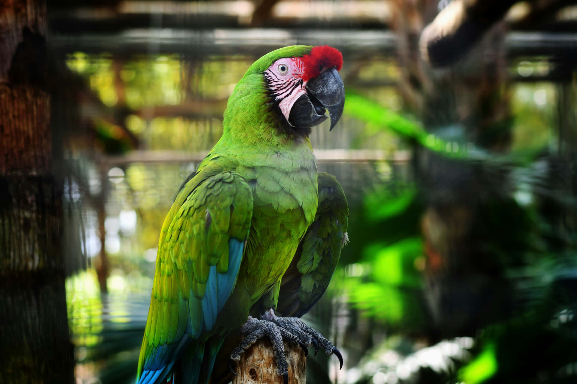 Emerald Green Parrot Perching Wallpaper