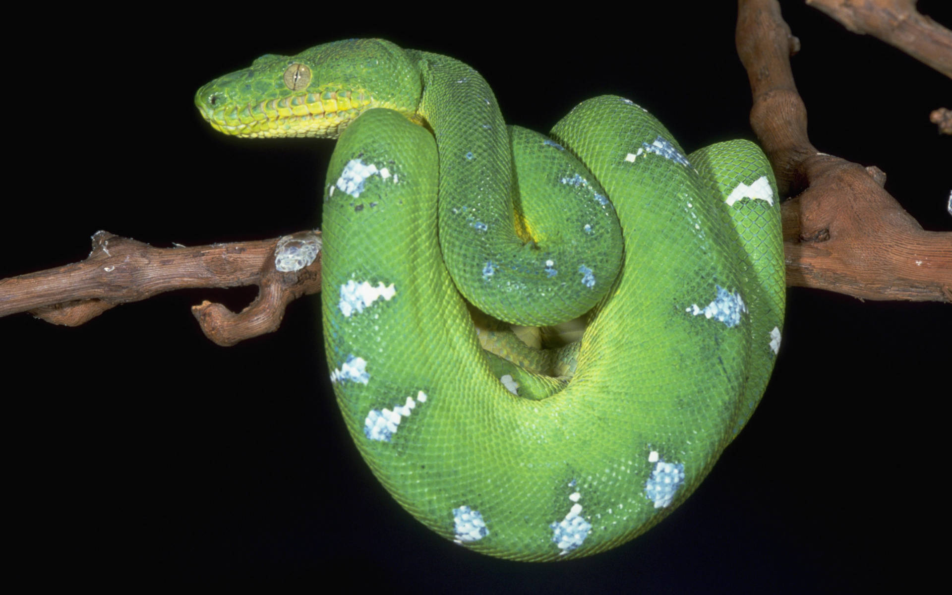 Smaragd Grøn Snake Wallpaper