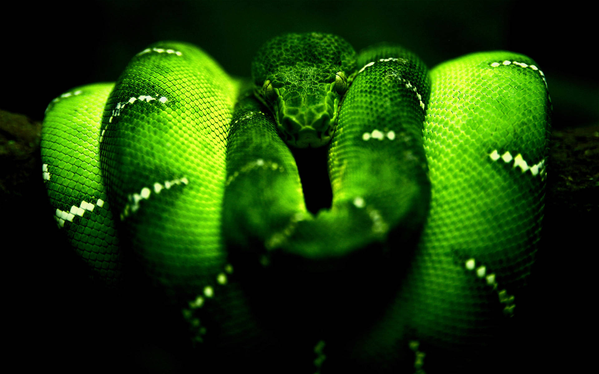 Free Emerald Green Wallpaper Downloads, [100+] Emerald Green Wallpapers for  FREE 