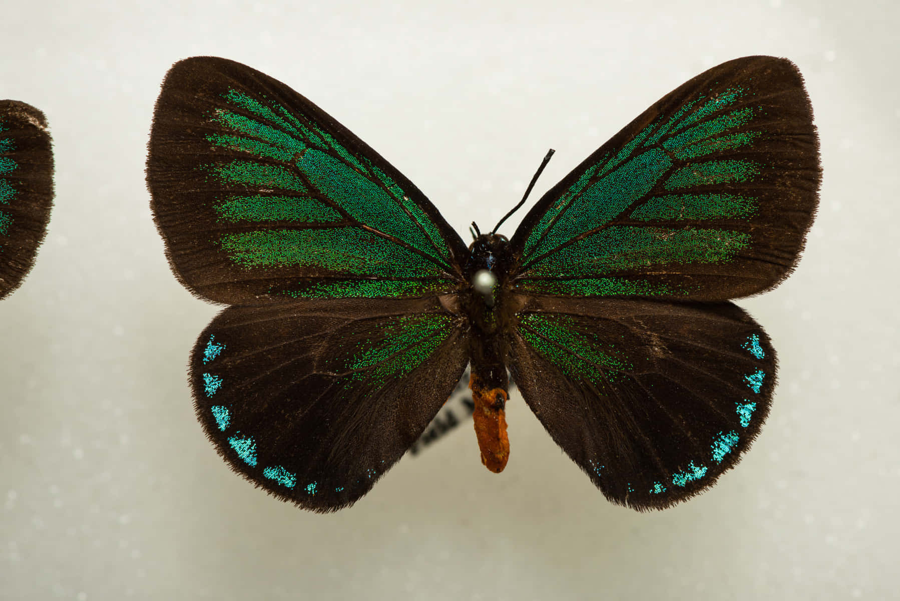 Emerald Hairstreak Butterfly Wallpaper