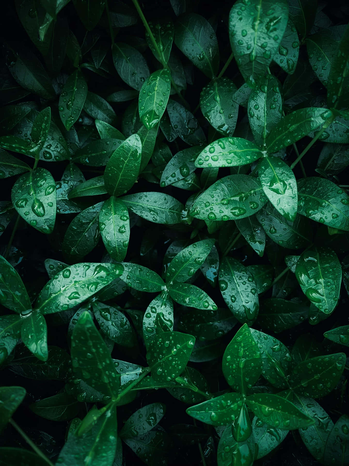 Emerald Leaves Raindrops Aesthetic.jpg Wallpaper