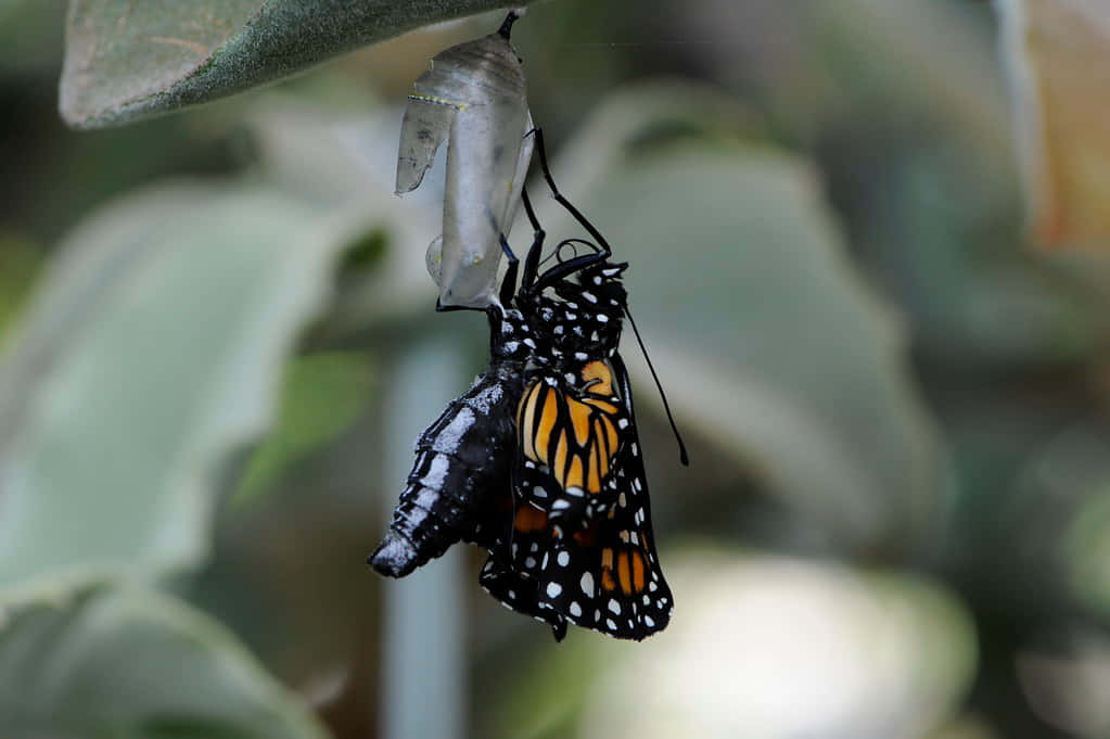 Emergent Butterflies Take Flight Wallpaper